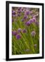 Chives-null-Framed Photographic Print