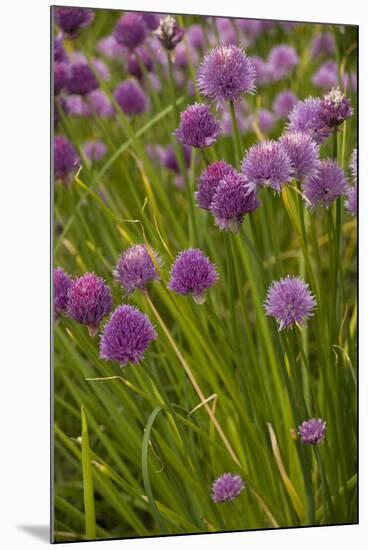 Chives-null-Mounted Photographic Print