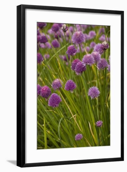 Chives-null-Framed Photographic Print
