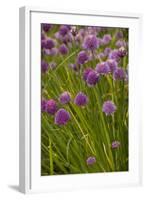 Chives-null-Framed Photographic Print