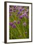 Chives-null-Framed Photographic Print