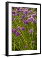 Chives-null-Framed Photographic Print