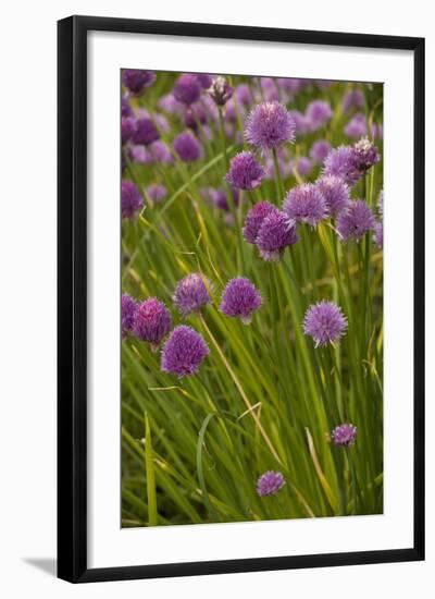 Chives-null-Framed Photographic Print