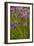 Chives-null-Framed Photographic Print