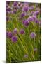 Chives-null-Mounted Photographic Print