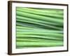 Chives-Ulrike Holsten-Framed Photographic Print