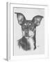 Chiweenie-Barbara Keith-Framed Giclee Print