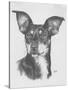 Chiweenie-Barbara Keith-Stretched Canvas