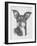 Chiweenie-Barbara Keith-Framed Giclee Print