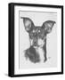 Chiweenie-Barbara Keith-Framed Giclee Print