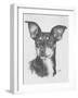 Chiweenie-Barbara Keith-Framed Giclee Print