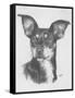 Chiweenie-Barbara Keith-Framed Stretched Canvas