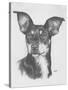 Chiweenie-Barbara Keith-Stretched Canvas