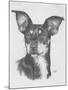 Chiweenie-Barbara Keith-Mounted Giclee Print