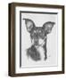 Chiweenie-Barbara Keith-Framed Giclee Print