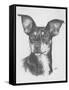 Chiweenie-Barbara Keith-Framed Stretched Canvas