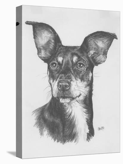 Chiweenie-Barbara Keith-Stretched Canvas