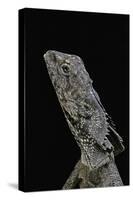 Chlamidausaurus Kingi (Frilled Lizard)-Paul Starosta-Stretched Canvas