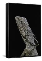 Chlamidausaurus Kingi (Frilled Lizard)-Paul Starosta-Framed Stretched Canvas