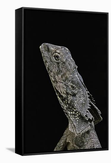 Chlamidausaurus Kingi (Frilled Lizard)-Paul Starosta-Framed Stretched Canvas