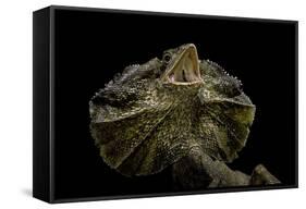 Chlamidausaurus Kingi (Frilled Lizard)-Paul Starosta-Framed Stretched Canvas