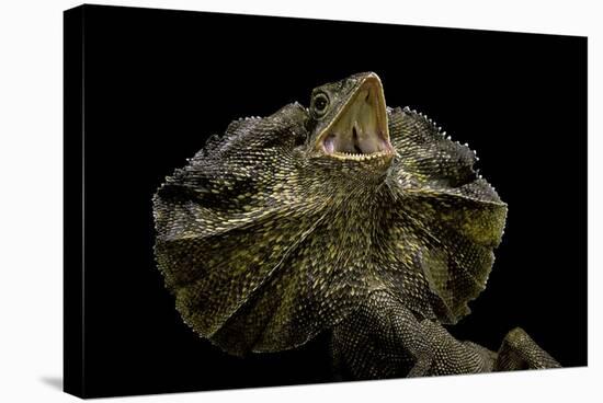 Chlamidausaurus Kingi (Frilled Lizard)-Paul Starosta-Stretched Canvas