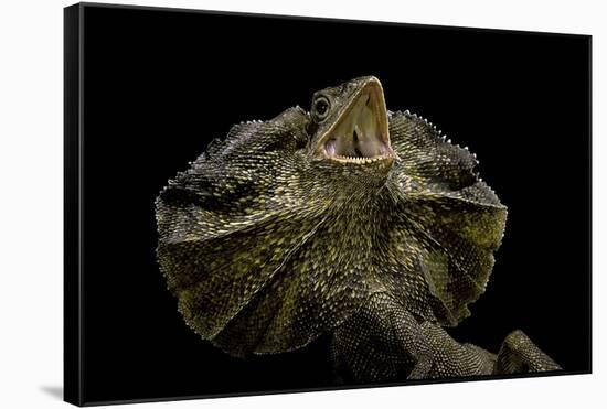 Chlamidausaurus Kingi (Frilled Lizard)-Paul Starosta-Framed Stretched Canvas