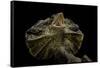 Chlamidausaurus Kingi (Frilled Lizard)-Paul Starosta-Framed Stretched Canvas