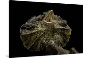 Chlamidausaurus Kingi (Frilled Lizard)-Paul Starosta-Stretched Canvas