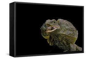 Chlamidausaurus Kingi (Frilled Lizard)-Paul Starosta-Framed Stretched Canvas