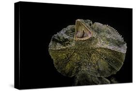 Chlamidausaurus Kingi (Frilled Lizard)-Paul Starosta-Stretched Canvas