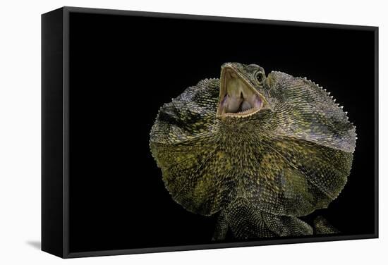 Chlamidausaurus Kingi (Frilled Lizard)-Paul Starosta-Framed Stretched Canvas