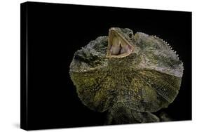 Chlamidausaurus Kingi (Frilled Lizard)-Paul Starosta-Stretched Canvas