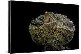 Chlamidausaurus Kingi (Frilled Lizard)-Paul Starosta-Framed Stretched Canvas