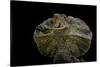 Chlamidausaurus Kingi (Frilled Lizard)-Paul Starosta-Stretched Canvas