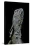 Chlamidausaurus Kingi (Frilled Lizard)-Paul Starosta-Stretched Canvas