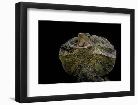 Chlamidausaurus Kingi (Frilled Lizard)-Paul Starosta-Framed Premium Photographic Print