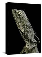 Chlamidausaurus Kingi (Frilled Lizard)-Paul Starosta-Stretched Canvas