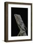 Chlamidausaurus Kingi (Frilled Lizard)-Paul Starosta-Framed Photographic Print