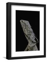 Chlamidausaurus Kingi (Frilled Lizard)-Paul Starosta-Framed Photographic Print