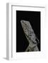 Chlamidausaurus Kingi (Frilled Lizard)-Paul Starosta-Framed Photographic Print