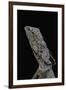 Chlamidausaurus Kingi (Frilled Lizard)-Paul Starosta-Framed Photographic Print