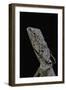 Chlamidausaurus Kingi (Frilled Lizard)-Paul Starosta-Framed Photographic Print