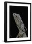 Chlamidausaurus Kingi (Frilled Lizard)-Paul Starosta-Framed Photographic Print