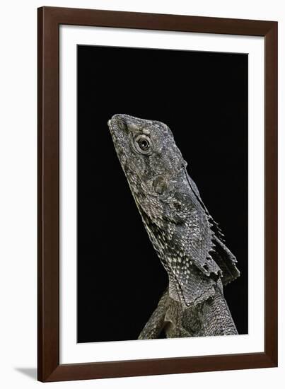 Chlamidausaurus Kingi (Frilled Lizard)-Paul Starosta-Framed Photographic Print