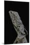 Chlamidausaurus Kingi (Frilled Lizard)-Paul Starosta-Mounted Photographic Print