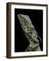 Chlamidausaurus Kingi (Frilled Lizard)-Paul Starosta-Framed Photographic Print