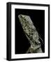 Chlamidausaurus Kingi (Frilled Lizard)-Paul Starosta-Framed Photographic Print