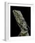 Chlamidausaurus Kingi (Frilled Lizard)-Paul Starosta-Framed Photographic Print