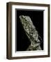 Chlamidausaurus Kingi (Frilled Lizard)-Paul Starosta-Framed Photographic Print